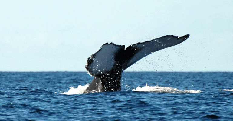 马达加斯加圣玛丽岛观鲸
