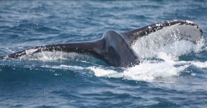 马达加斯加观鲸