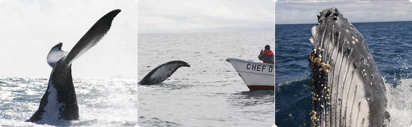 马达加斯加观鲸