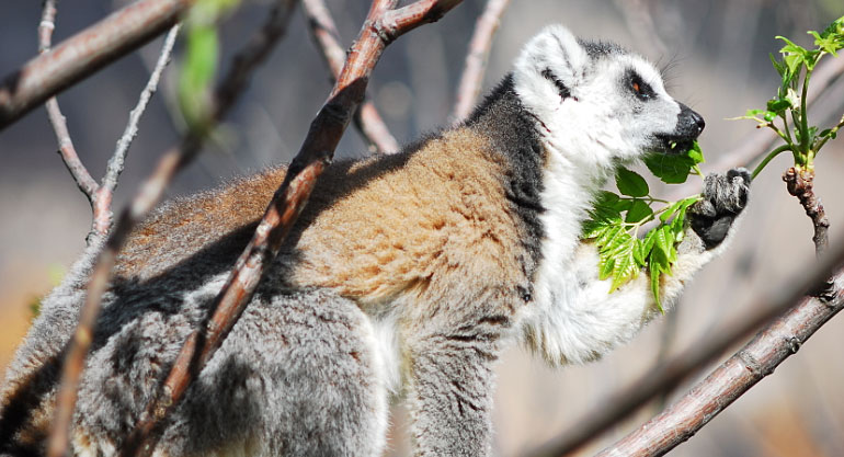 安加特别保护区(Anja reserve)