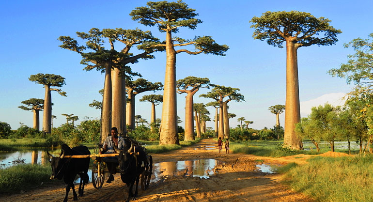 猴面包树大道（Baobab Avenue）