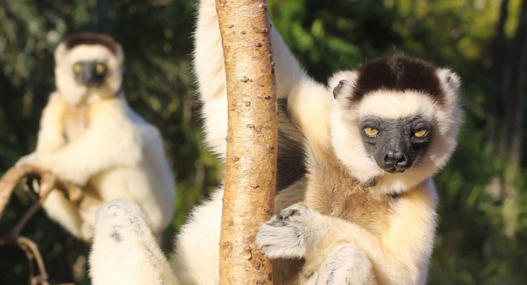 贝伦蒂私人保护区（Berenty Reserve）