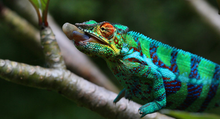 蝴蝶谷（变色龙农场） Réserve Peyrieras Madagascar Exotic