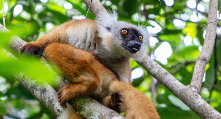 诺西贝岛狐猴领地公园(Lemur land)