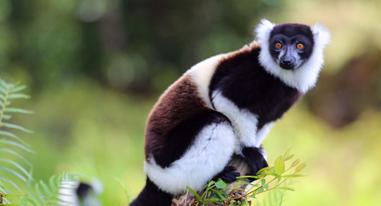 狐猴公园（Lemur park）