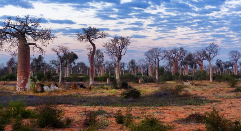 Reniala Private Reserve