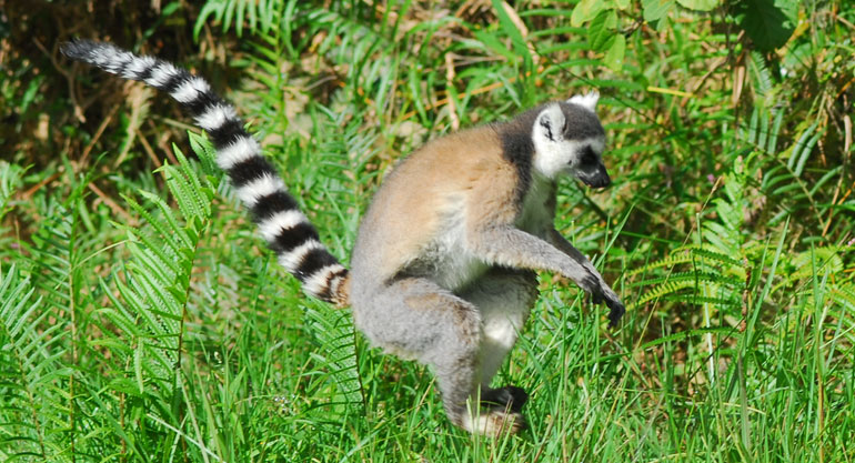 津巴扎扎动植物园（Tsimbazaza zoo）