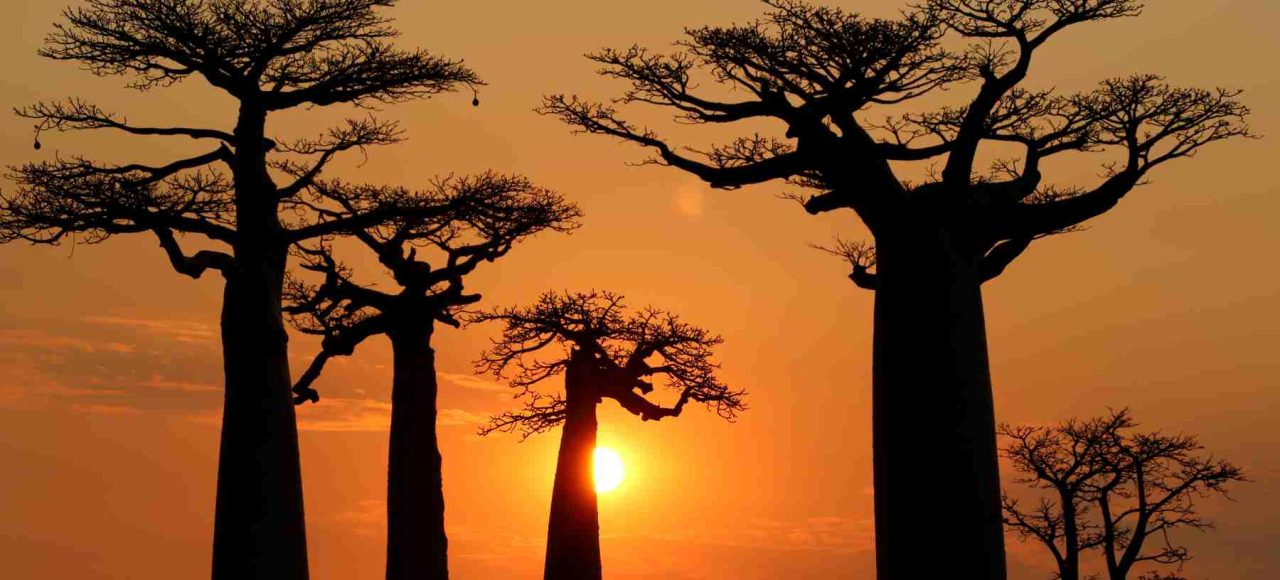 猴面包树大道日落