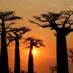 猴面包树大道日落