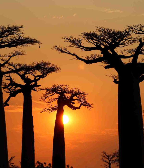 猴面包树大道日落