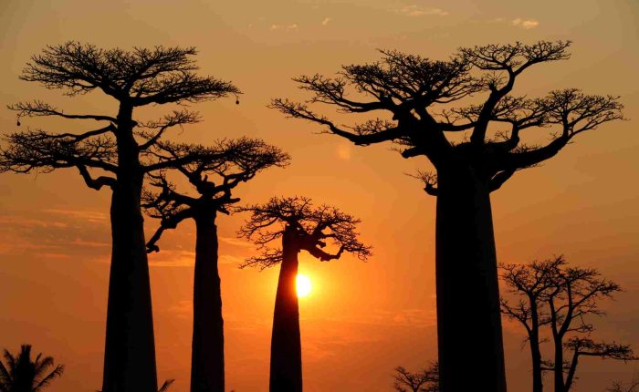 猴面包树大道日落