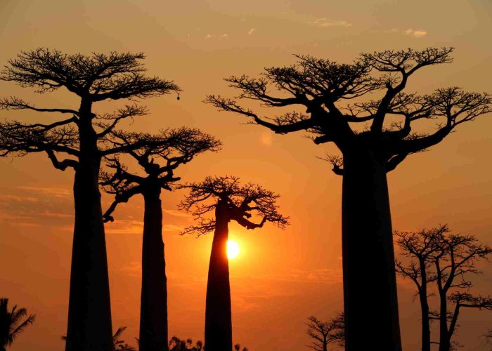 猴面包树大道日落