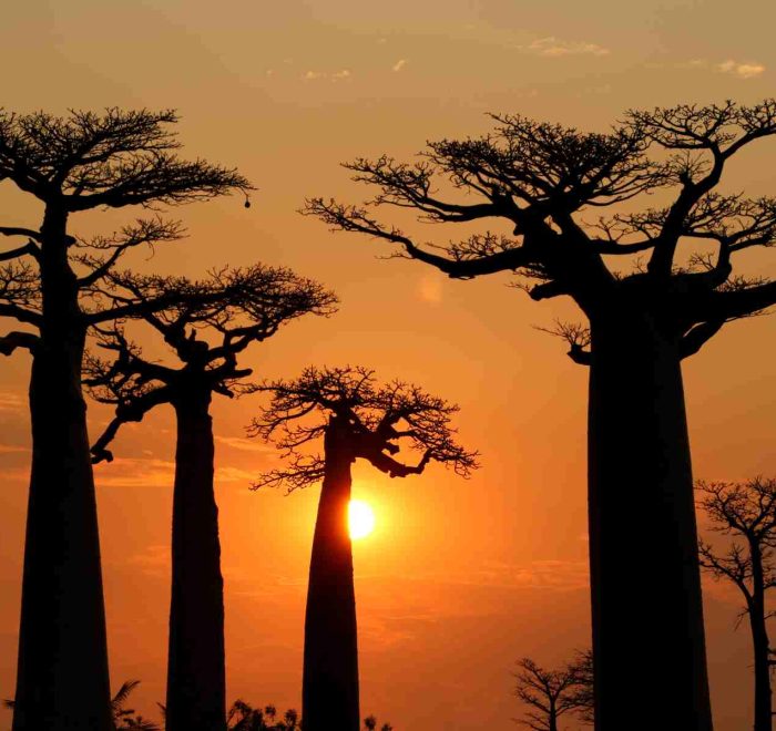 猴面包树大道日落