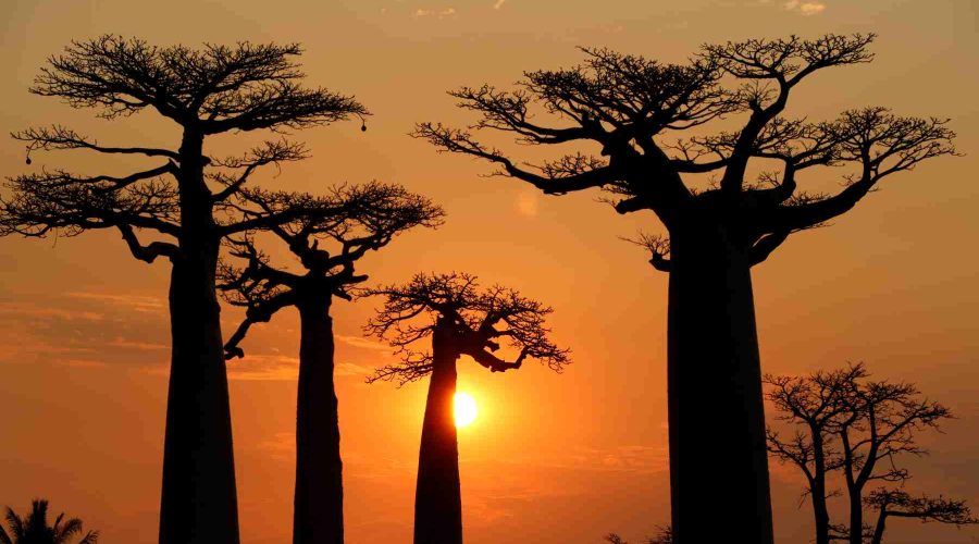 猴面包树大道日落